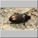 Amara plebeja - Laufkaefer 01b 7mm Sandkuhle.jpg